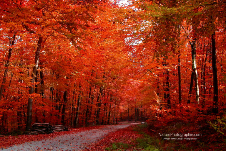 Chemin d’automne