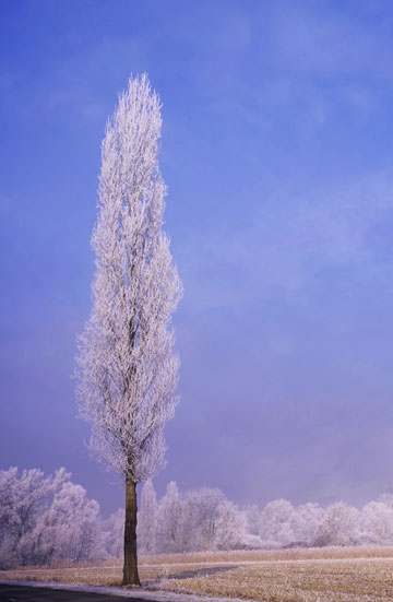 _DSC8035a