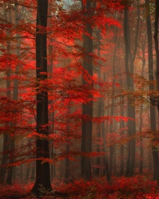 Rouge Enchantuer