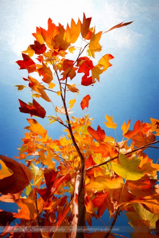 Autumn Serenade