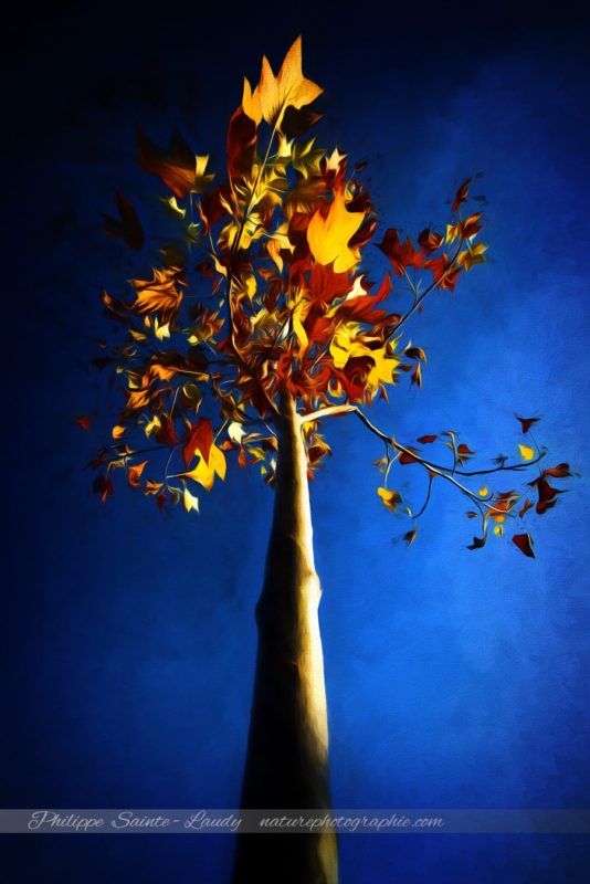 Blue Autumn