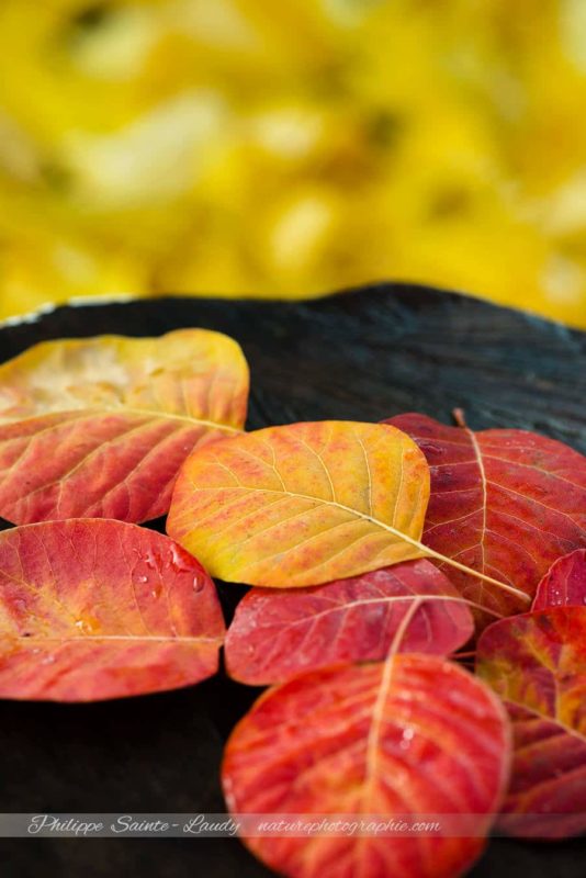 Autumn Colors Memories