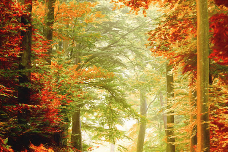 Chemin dans une forêt en automne