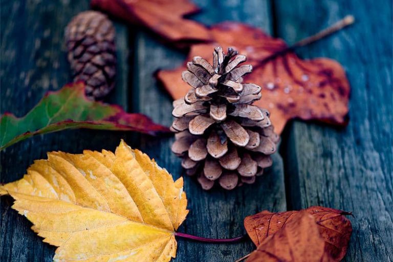 Composition automnale avec feuilles et pommes de pins