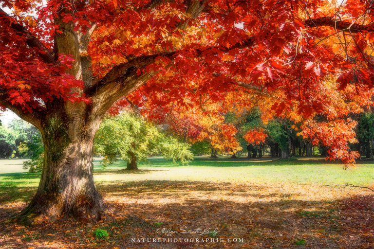 Rêve d’automne Rêve d'automne