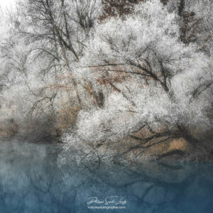 On the River’s Edge Arbres gelés