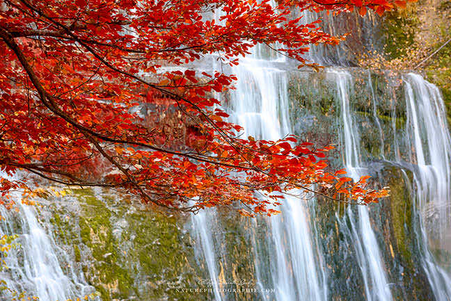 Les couleurs de l'automne en forêt