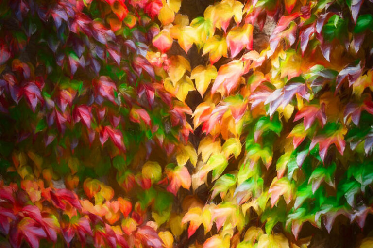 Vignes-sauvage-à-l’automne