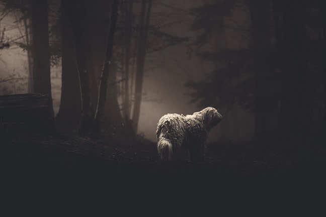 Les couleurs de l'automne en forêt