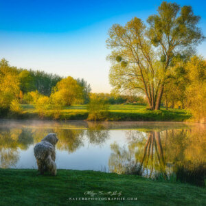 Maddy au bord de l'eau