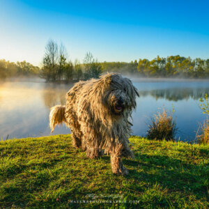 Maddy au lever du jour