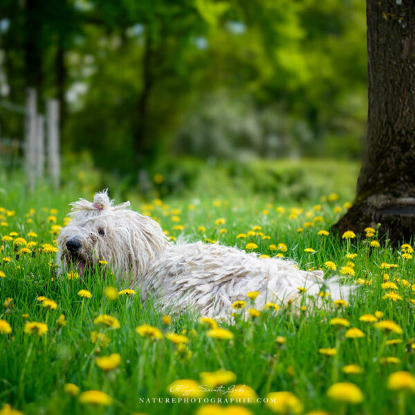Maddy au milieu des pissenlits