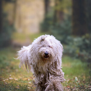 Maddy gambade en forêt