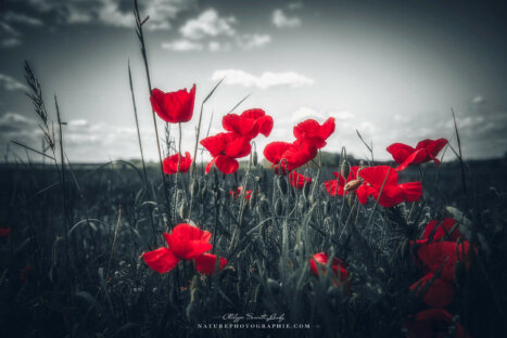 Coquelicots rouges
