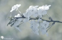 Bokeh Blanc et Blanc Bokeh