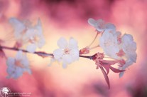 Printemps