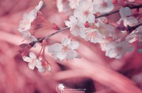 Printemps Rose