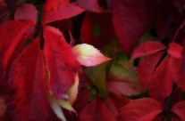 Rouge Velours