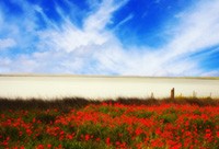 Paysage Naturel