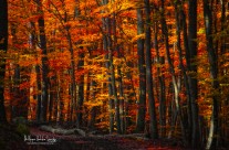 Forest density