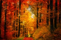 Forêt Jardin