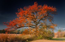 Arbre de la Mélancolie