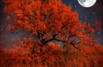 Couleur Halloween