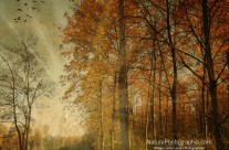 Rayons d&rsquo;Automne