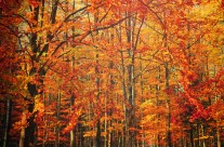 Novembre Rouge