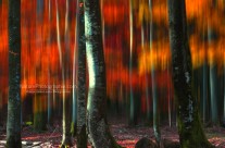 Vision d&rsquo;Automne