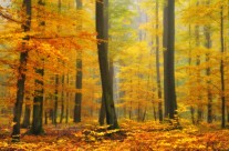 Orton Forêt