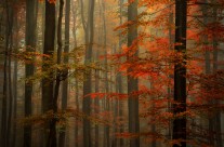 Fall