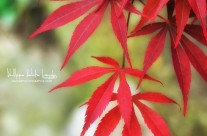 Erable Japonais