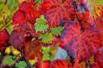 Feuilles de velours