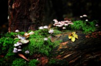 La vie dans les bois