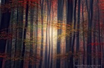 Dernier Regard sur l&rsquo;Automne