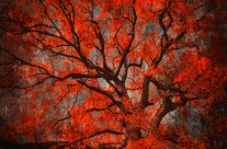 Le Rouge est Roi