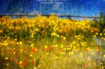 Mur de Fleurs