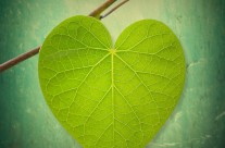 Nature Lover