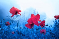 Jam For Poppies