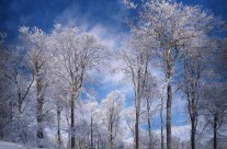 Peau Blanche