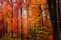 Rainbow Fall