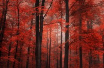 Robe Rouge
