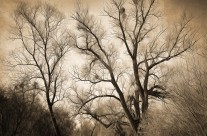 Sepia Ghost