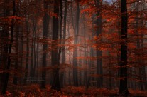 Spiritual Wood