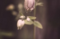 Ancolie des jardins