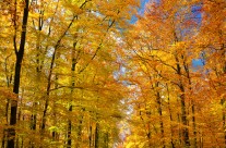 Un chemin en automne