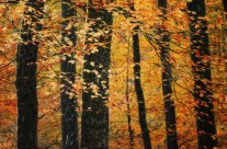 Du vent dans les arbres