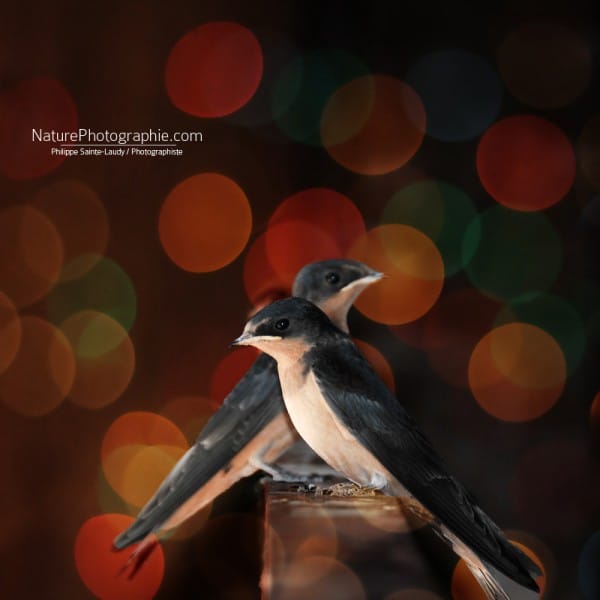 Bokeh Birds