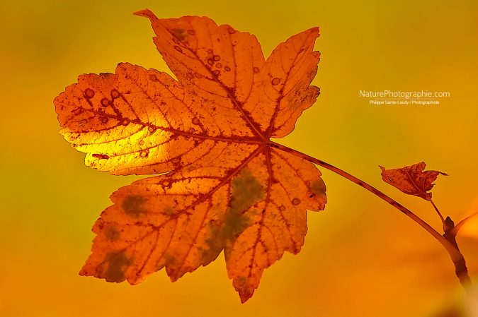 Ceci-nest-pas-une-Feuille